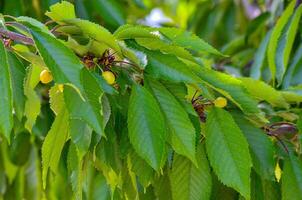 A tree with lush green leaves and yellow fruit. The leaves are arranged in a way that they cover the entire tree, from the top to the bottom. The fruit is scattered throughout the tree photo