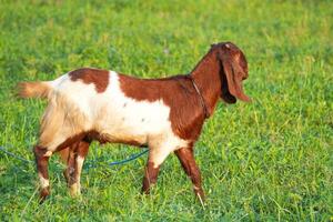 Goat in a field photo