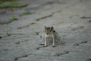 A cute squirrel posing on a stone pavement photo