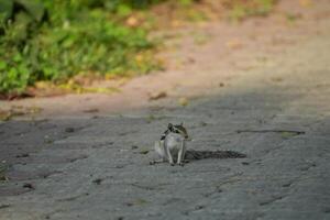 Squirrel on a paved path photo