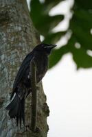 Small Bird Perched on Tree Trunk in Forest Setting with Natural Light photo