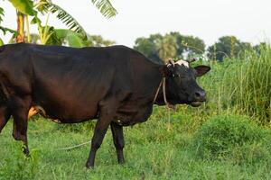 Buffalo Standing on Rural Green Field Under Natural Light photo