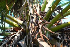 Detailed view of a palm tree's inflorescence with textural elements photo