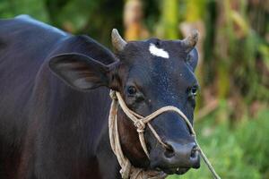 A close-up portrait of a black cow with horns, facing the camera. photo