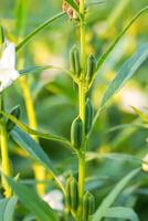 Corn or Grass Plant in Bright Natural Daylight photo
