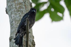 A black bird perched on a tree branch, a realistic nature photography. photo