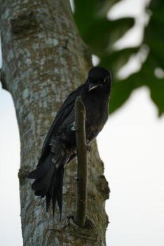 Tree Bark Texture in Natural Outdoor Light photo