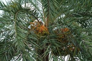 Close-up of Dates on a Palm Tree photo