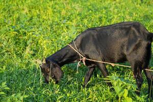 Buffalo Grazing in Greenery Tied with Rope in Village Area photo