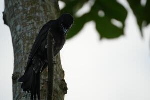 A Bird Perched on Tree Trunk in Forest Setting with Natural Light photo
