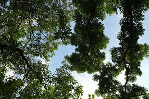 View of the Sky Through a Dense Tree Canopy photo