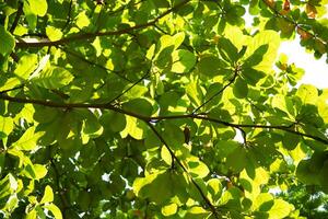 Sunlit Tree Canopy A CloseUp View of Lush Green Foliage and Bright Sunlight photo