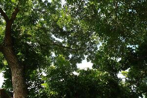 Looking up at a dense green tree canopy with sunlight filtering through the leaves photo