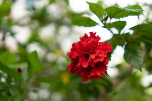 Close-up of a vibrant red double hibiscus flower in bloom photo
