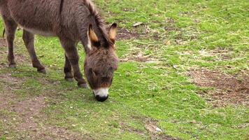 A donkey eating grass in a zoo enclosure video