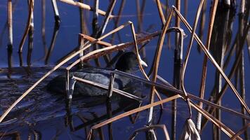 Bird swimming amidst reeds in tranquil water video
