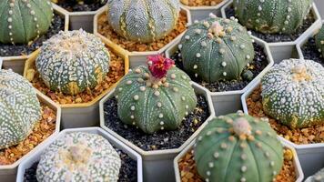 A sequence of cacti in a greenhouse, showcasing vibrant blooms and diverse textures under natural lighting video
