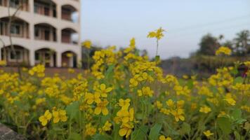 Yellow Wildflowers in Front of Multi-Story Building. photo
