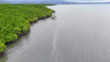 Drone footage captures lush mangroves and tidal waters near Port Douglas, showcasing vibrant greenery and serene coastal landscapes video