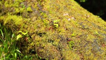 Close-up of mossy log in Dunkeld, Scotland video