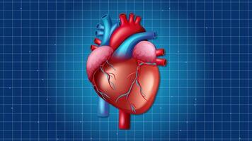 A dynamic animation of a human heart pulsing rhythmically against a blue grid backdrop, illustrating cardiovascular function video