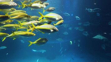 Aquatic ballet of fish in a large aquarium video