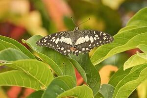 Single butterfly on leaf in garden, Mahe Seychelles photo