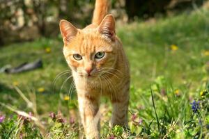 orange cat walking towards the viewer in a grassy outdoor setting photo