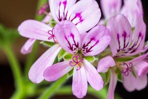 beauty of the Geranium flowers with sharp focus on its intricate details and textures. photo