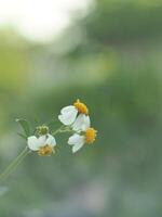 White flowers on a green background photo