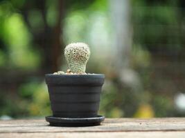 A small cactus plant sitting in a black pot photo