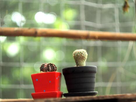 Two cacti in pots on a table photo