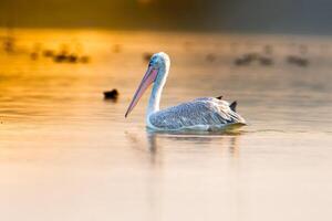 A pelican floating in a lake at sunset photo