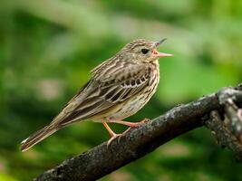 The tree pipit or Anthus trivialis perched on tree branch and song. The tree pipit is small passerine bird. Close up portrait of young tree pipit bird. photo