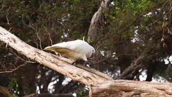 Cockatoo moving and observing on tree branch video