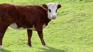 Hereford cattle standing on lush green grass in Kinloch, New Zealand. Bright daylight enhances the serene rural setting video