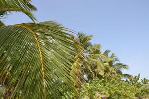 The branches of the palm trees on blue sky background photo