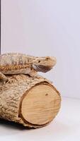 A bearded dragon sits calmly on a log in a well-lit studio setting, showcasing its textured scales video