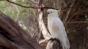A cockatoo sits on a branch in nature video