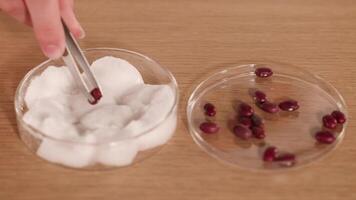 Hands use tweezers to place seeds on cotton wool in a petri dish under bright lighting video