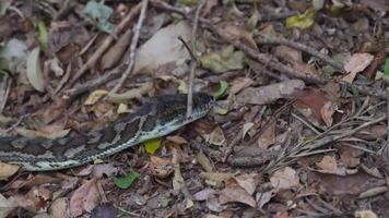 A python moving through forest floor debris video