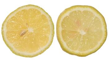 Round lemon slices with juicy pulp on isolated background photo