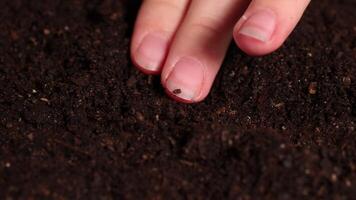 Hands plant seeds in rich soil, followed by gentle watering, highlighting gardening and growth in a close-up view video