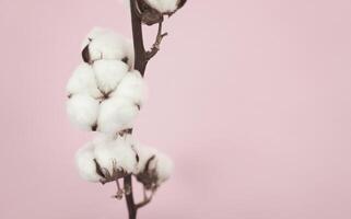 Cotton flower branch stem. Still life. Head on, medium angle, horizontal with free copy space. photo