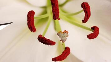 Detailed macro view of a lily flower's reproductive parts, highlighting stamen and pistil interaction with a scalpel video