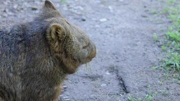 A hairy-nosed wombat walking on a dirt path video