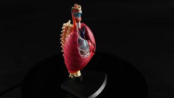 Rotating anatomical model of heart and lungs video