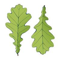 Hand-drawn green oak leaves isolated on white background. Flat and line style illustration. vector