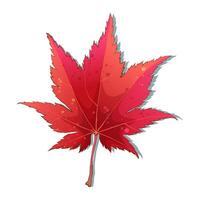 Hand-drawn autumn colored red maple fall leaf isolated on white background. Flat line style illustration. vector