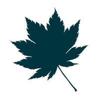 Hand-drawn maple leaf silhouette isolated on white background. Flat style illustration. vector